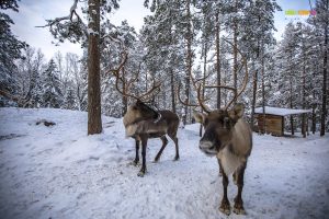 Reindeers at The White Reindeer Park in Espoo, Finland